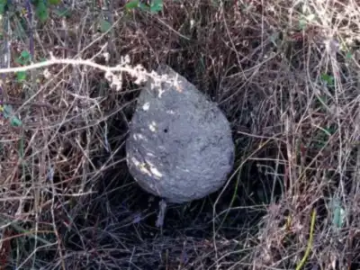 Nid de guêpes gris en papier mâché, accroché dans des branchages secs