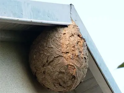 Nid de guêpes ocre plaqué sous le rebord d'une toiture métallique