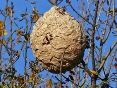 Gros nid de frelons suspendu à une branche d'arbre, en plein ciel