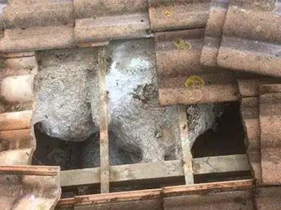 Nids de guêpes entre les liteaux, sous les tuiles d'une toiture ouverte