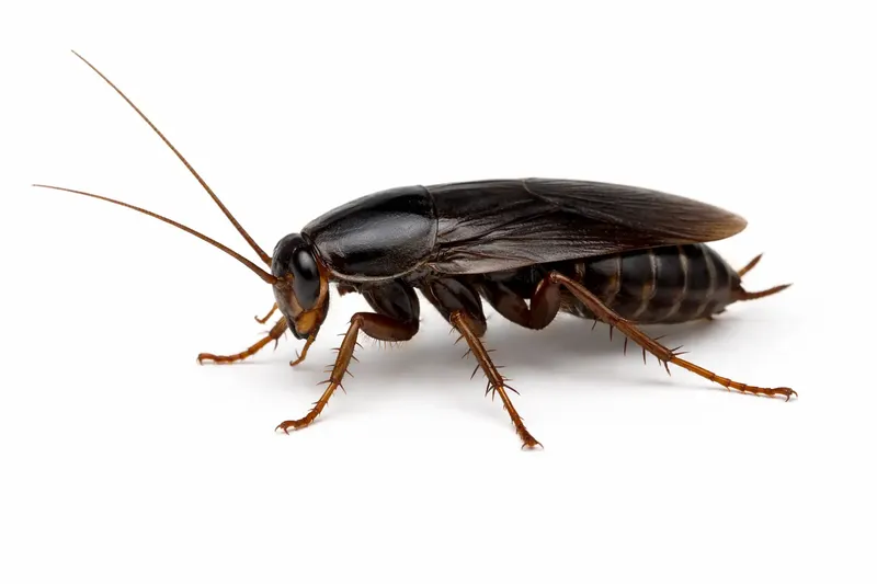 Blatte orientale adulte, presque noire