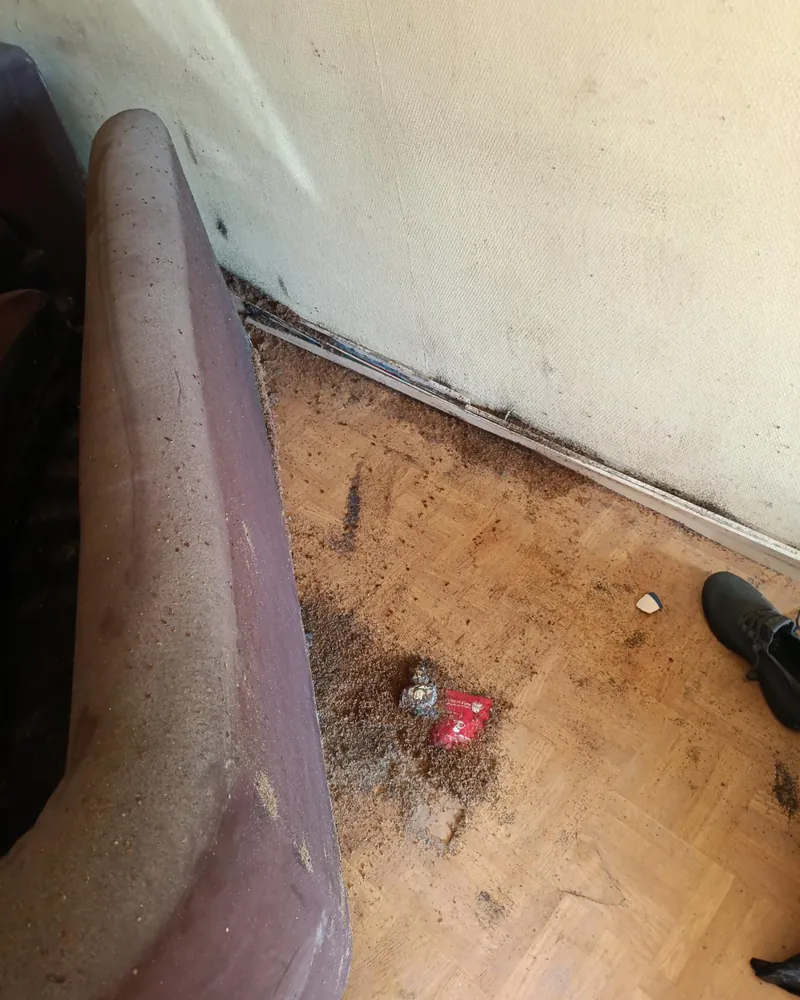 Traces d'une infestation massive de punaises de lit le long d'une plinthe et sur l'accoudoir d'un canapé, dans un logement encombré
