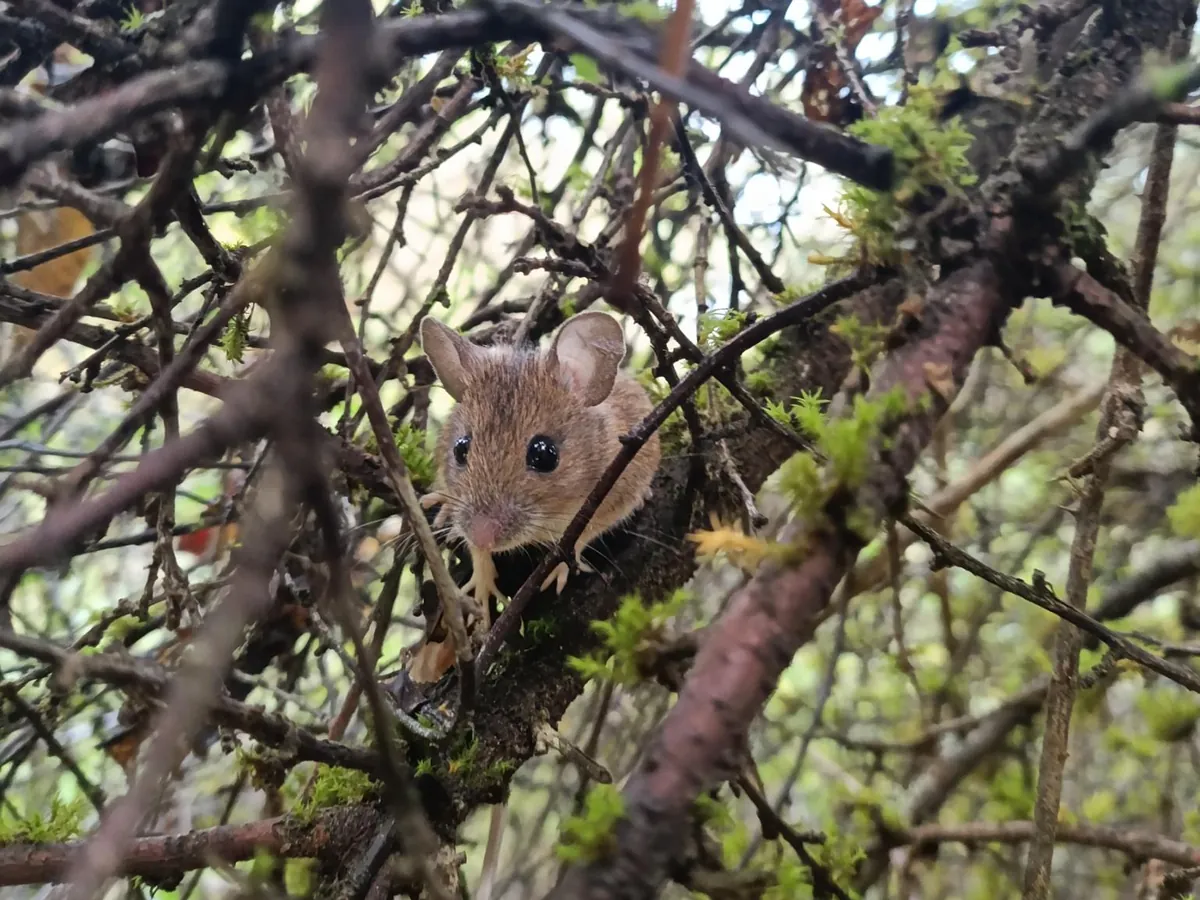 Mulot sylvestre aux grandes oreilles et aux gros yeux noirs, perché dans les branches d'un arbuste