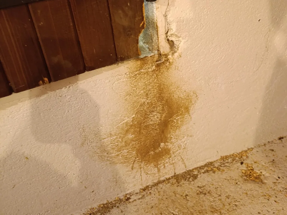 Traînée de gras brune laissée par des rongeurs sur un mur blanc, sous l'interstice entre un panneau de bois et la maçonnerie